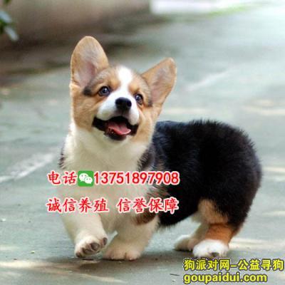 【广州捡到狗】，纯种柯基犬,正规犬舍繁殖,疫苗齐全,健康保障，它是一只非常可爱的宠物狗狗，希望它早日回家，不要变成流浪狗。