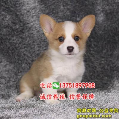 【广州找狗】，出售纯种柯基犬,正规犬舍繁殖,疫苗齐全,健康保障，它是一只非常可爱的宠物狗狗，希望它早日回家，不要变成流浪狗。