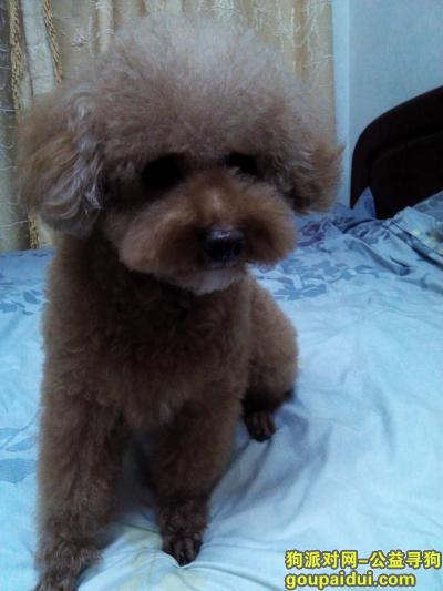 哈尔滨道里区工部街与友谊路交口捡到一只泰迪犬，它是一只非常可爱的宠物狗狗，希望它早日回家，不要变成流浪狗。