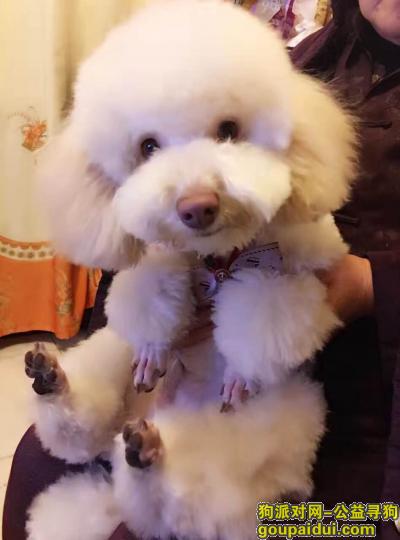2017年2月13日西安土门创新路附近丢失一只白色泰迪，它是一只非常可爱的宠物狗狗，希望它早日回家，不要变成流浪狗。