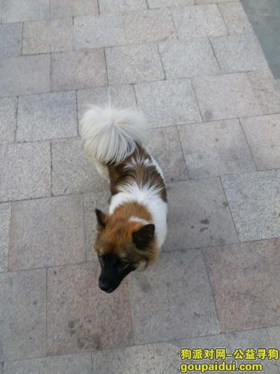 捡到狗，深圳龙华清湖黑嘴黄白相间狗，它是一只非常可爱的宠物狗狗，希望它早日回家，不要变成流浪狗。