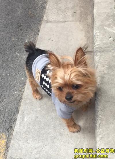【上海找狗】，找丝毛梗一只，灰色衣服。照片上的衣服，谢谢18621590339，好人一生平安！，它是一只非常可爱的宠物狗狗，希望它早日回家，不要变成流浪狗。