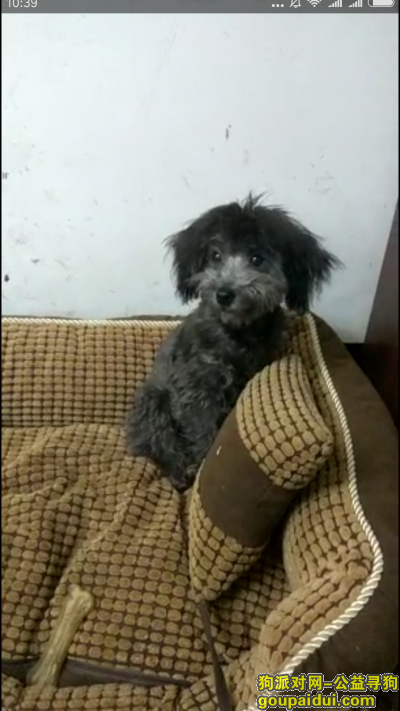 【北京找狗】，已找到，它是一只非常可爱的宠物狗狗，希望它早日回家，不要变成流浪狗。