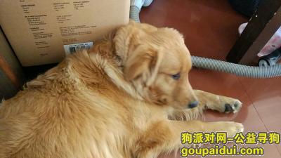 上海寻狗启示，上海浦东北蔡丢失一条金毛，它是一只非常可爱的宠物狗狗，希望它早日回家，不要变成流浪狗。