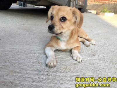 【广州找狗】，广州江南大道中  华海酒店门前  急找走失小狗！，它是一只非常可爱的宠物狗狗，希望它早日回家，不要变成流浪狗。