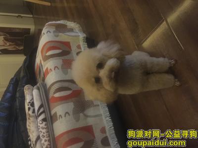 武汉市青山区寻狗启示，它是一只非常可爱的宠物狗狗，希望它早日回家，不要变成流浪狗。