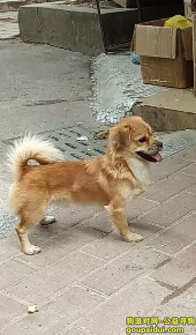 【广州找狗】，寻狗广州白云区新市光明医院附近走失了，它是一只非常可爱的宠物狗狗，希望它早日回家，不要变成流浪狗。