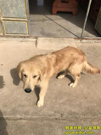 寻找丢失的金毛爱犬 --胖子，它是一只非常可爱的宠物狗狗，希望它早日回家，不要变成流浪狗。
