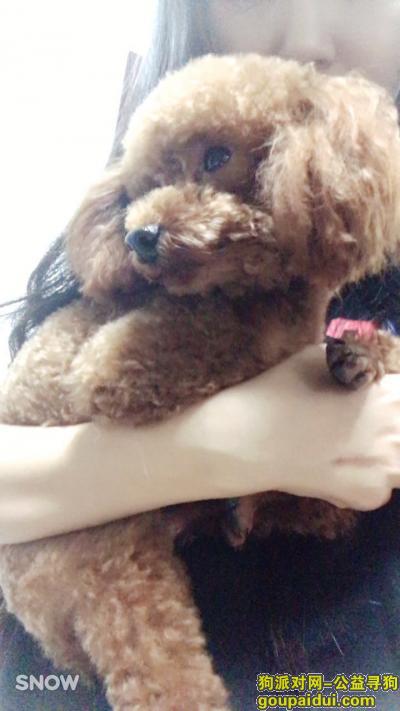 悬赏寻泰迪 2017年2月13日傍晚在北京丰台区芳城园小区附近丢失 丢失时穿蓝色衣服，它是一只非常可爱的宠物狗狗，希望它早日回家，不要变成流浪狗。