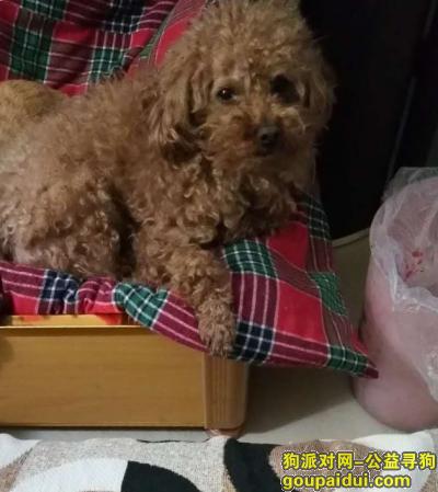 在长沙望城靖港古镇周围走丢了一只泰迪犬!，它是一只非常可爱的宠物狗狗，希望它早日回家，不要变成流浪狗。