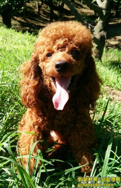 悬赏1000元寻一只棕色泰迪，它是一只非常可爱的宠物狗狗，希望它早日回家，不要变成流浪狗。