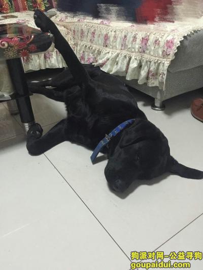 【秦皇岛找狗】，重金寻狗，黑色拉布拉多公犬！，它是一只非常可爱的宠物狗狗，希望它早日回家，不要变成流浪狗。