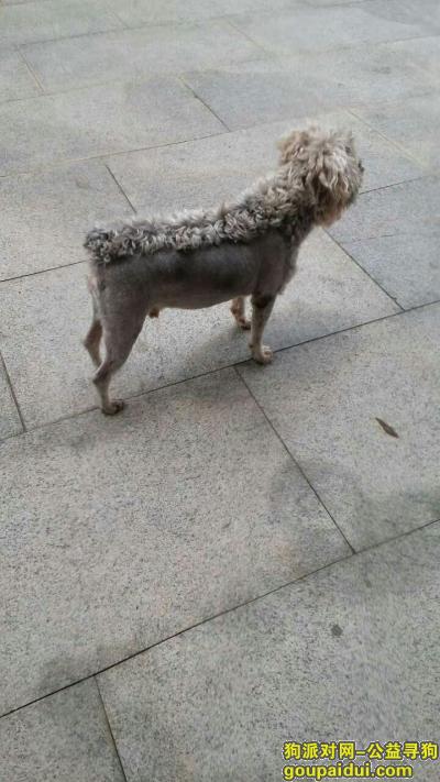 广州寻狗灰白色垂耳雪纳瑞，它是一只非常可爱的宠物狗狗，希望它早日回家，不要变成流浪狗。