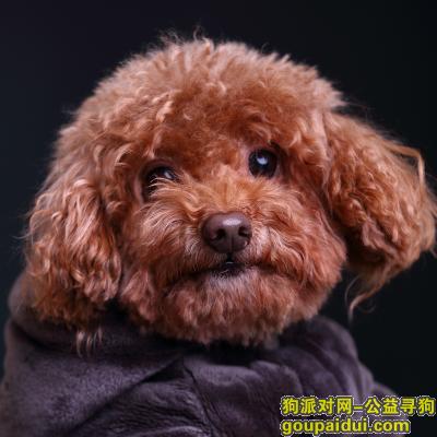 【上海找狗】，寻找6岁贵宾泰迪公狗，它是一只非常可爱的宠物狗狗，希望它早日回家，不要变成流浪狗。