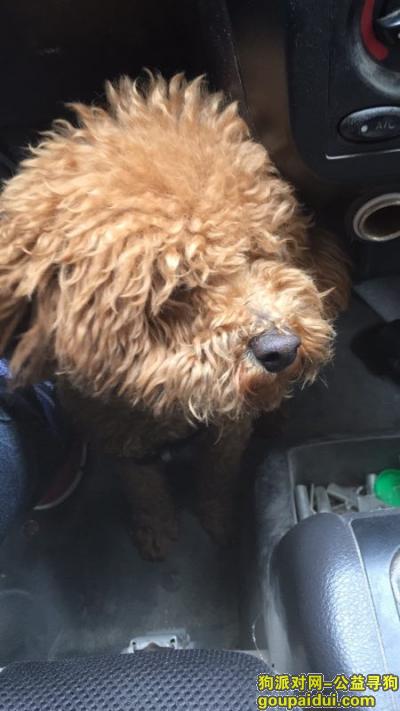 在广益新村捡到一个泰迪，它是一只非常可爱的宠物狗狗，希望它早日回家，不要变成流浪狗。