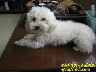 找爱犬山东济南长清园博园丢失，，它是一只非常可爱的宠物狗狗，希望它早日回家，不要变成流浪狗。