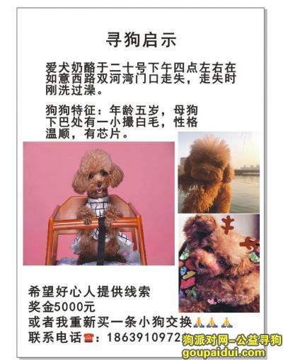 【郑州找狗】，河南省郑州市郑东新区双河湾小区酬谢五千元寻找泰迪，它是一只非常可爱的宠物狗狗，希望它早日回家，不要变成流浪狗。