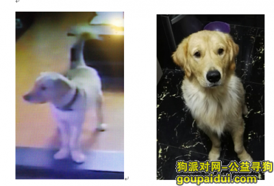 【上海找狗】，上海市闸北图书馆寻找金毛，它是一只非常可爱的宠物狗狗，希望它早日回家，不要变成流浪狗。