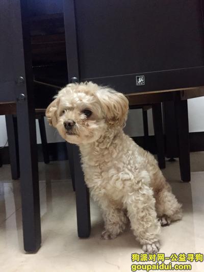 【绍兴找狗】，2月23号在越城区罗门西村社区走失的贵宾贝贝，它是一只非常可爱的宠物狗狗，希望它早日回家，不要变成流浪狗。