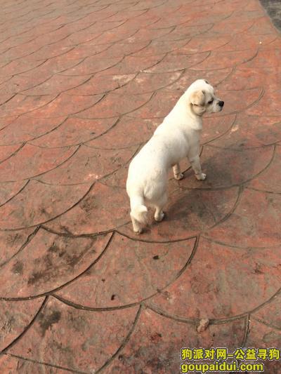 2月20号走丢的一只白色小母狗。身材细长矮小，它是一只非常可爱的宠物狗狗，希望它早日回家，不要变成流浪狗。