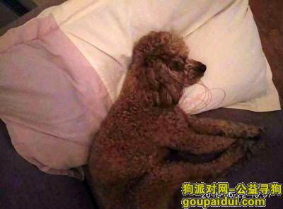 2月18号丢了一只贵宾在上海浦东南码头渡口，它是一只非常可爱的宠物狗狗，希望它早日回家，不要变成流浪狗。