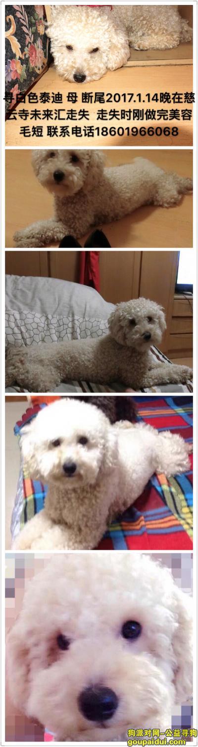 【北京找狗】，寻白色泰迪 母 短尾，它是一只非常可爱的宠物狗狗，希望它早日回家，不要变成流浪狗。