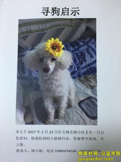 【北京找狗】，北京石景山有偿寻狗 2月23日丢失白色贵妇，它是一只非常可爱的宠物狗狗，希望它早日回家，不要变成流浪狗。
