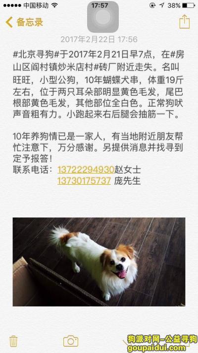 【北京找狗】，北京 房山区阎村镇炒米店村重金寻找蝴蝶犬，它是一只非常可爱的宠物狗狗，希望它早日回家，不要变成流浪狗。