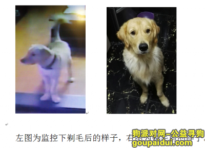 【上海找狗】，上海彭浦新村酬谢三千元寻找金毛弟弟，它是一只非常可爱的宠物狗狗，希望它早日回家，不要变成流浪狗。