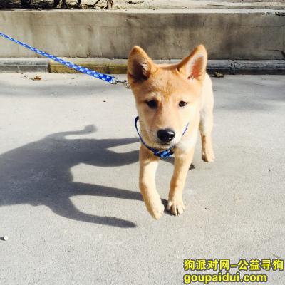 【西安找狗】，莲湖区双仁府街道寻狗启示，它是一只非常可爱的宠物狗狗，希望它早日回家，不要变成流浪狗。