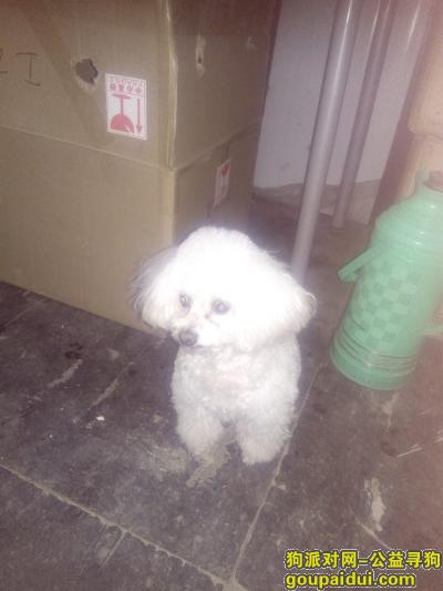 【北京捡到狗】，北京石景山捡到狗白色，它是一只非常可爱的宠物狗狗，希望它早日回家，不要变成流浪狗。