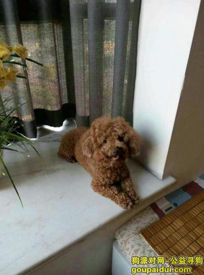 重庆兰花小区丢失泰迪一只 失主15825977224，它是一只非常可爱的宠物狗狗，希望它早日回家，不要变成流浪狗。