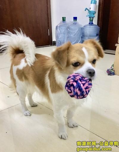 【广州找狗】，广州番禺南村寻狗，叫哆哆它有反应。，它是一只非常可爱的宠物狗狗，希望它早日回家，不要变成流浪狗。