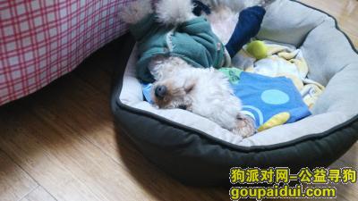 武昌积玉桥，2月24晚九点半，四岁香槟色公贵宾，它是一只非常可爱的宠物狗狗，希望它早日回家，不要变成流浪狗。