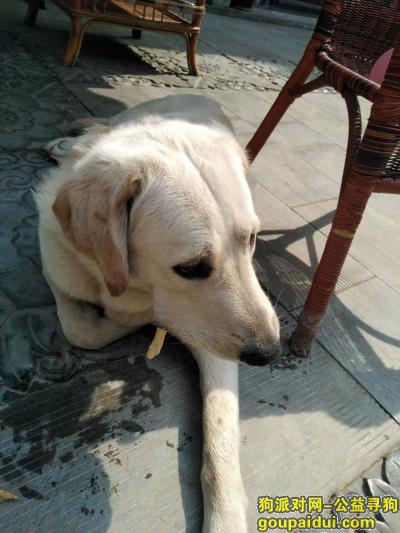 【西安捡到狗】，朋友4天前在建国路捡到一只拉布拉多，暂时寄养在他家，它是一只非常可爱的宠物狗狗，希望它早日回家，不要变成流浪狗。
