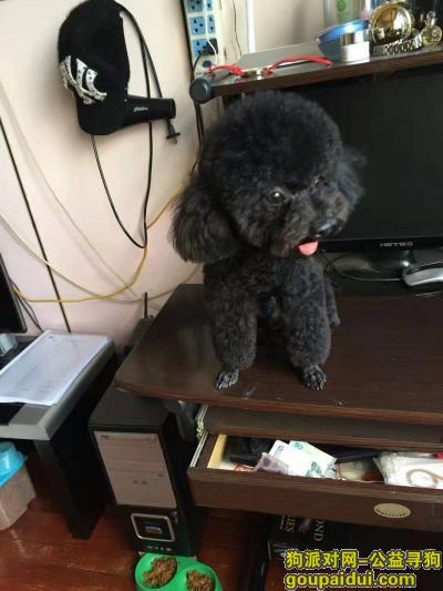 【无锡找狗】，黑色贵宾狗找到了，它是一只非常可爱的宠物狗狗，希望它早日回家，不要变成流浪狗。