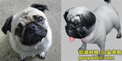 【上海找狗】，寻找2月24日，它是一只非常可爱的宠物狗狗，希望它早日回家，不要变成流浪狗。