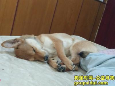 【保定找狗】，急，今天2月八号刚丢的一只黄毛土狗，它是一只非常可爱的宠物狗狗，希望它早日回家，不要变成流浪狗。