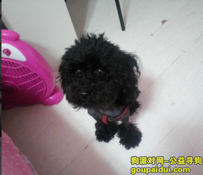辽宁省沈阳市沈北新区虎石台镇寻狗启示，它是一只非常可爱的宠物狗狗，希望它早日回家，不要变成流浪狗。