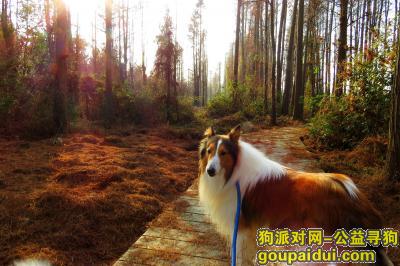 【苏州找狗】，江苏常熟寻狗启事，急寻苏牧，它是一只非常可爱的宠物狗狗，希望它早日回家，不要变成流浪狗。
