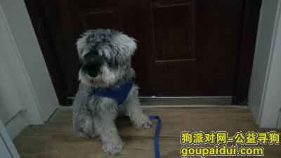【郑州找狗】，郑州寻找我家雪纳瑞狗狗，它是一只非常可爱的宠物狗狗，希望它早日回家，不要变成流浪狗。