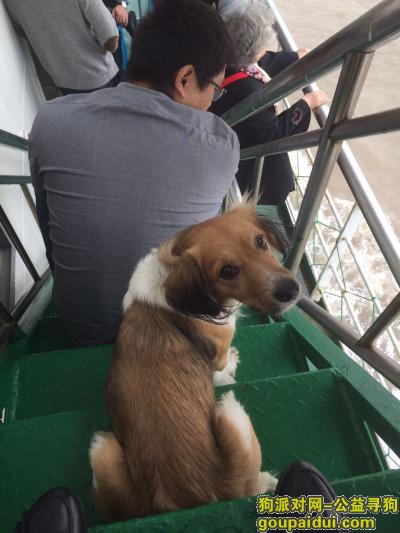 【上海找狗】，寻找爱犬毛毛，电话15838163719，定重谢！，它是一只非常可爱的宠物狗狗，希望它早日回家，不要变成流浪狗。