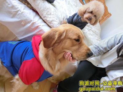 【广州找狗】，金毛 找狗 于3.1日凌晨2点走时，它是一只非常可爱的宠物狗狗，希望它早日回家，不要变成流浪狗。