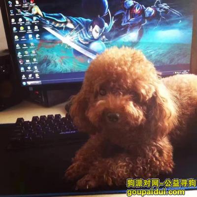 深圳罗湖桂园路寻找走失的泰迪，它是一只非常可爱的宠物狗狗，希望它早日回家，不要变成流浪狗。