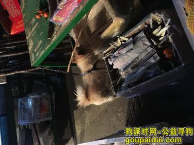 北京朝阳罗马嘉园黄色小狗，它是一只非常可爱的宠物狗狗，希望它早日回家，不要变成流浪狗。