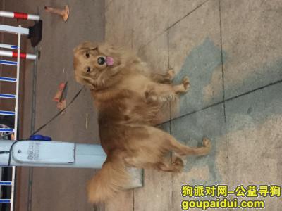 【无锡找狗】，无锡新区江溪街道丢一只金毛 体型不大黄色 捡到重赏，它是一只非常可爱的宠物狗狗，希望它早日回家，不要变成流浪狗。