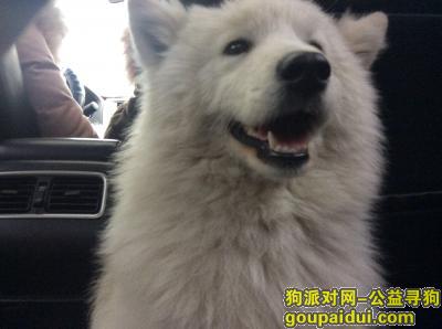 找一条萨摩耶犬（母狗，位于凤阳县），它是一只非常可爱的宠物狗狗，希望它早日回家，不要变成流浪狗。