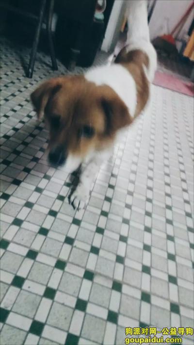 江南西附近，红项圈，棕白相间，母，的小狗，它是一只非常可爱的宠物狗狗，希望它早日回家，不要变成流浪狗。