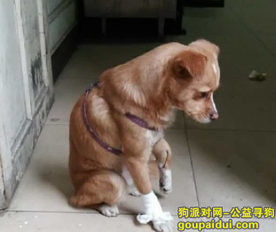 【北京找狗】，复兴门桥下，狗狗被警察叔叔救了，腿被车轧了，狗主人赶紧出现啊联系好可怜！ ​​​​，它是一只非常可爱的宠物狗狗，希望它早日回家，不要变成流浪狗。