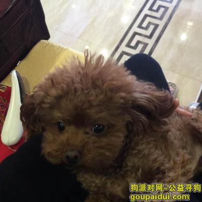 郑州荥阳市刘禹锡酬谢五千元寻找泰迪，它是一只非常可爱的宠物狗狗，希望它早日回家，不要变成流浪狗。